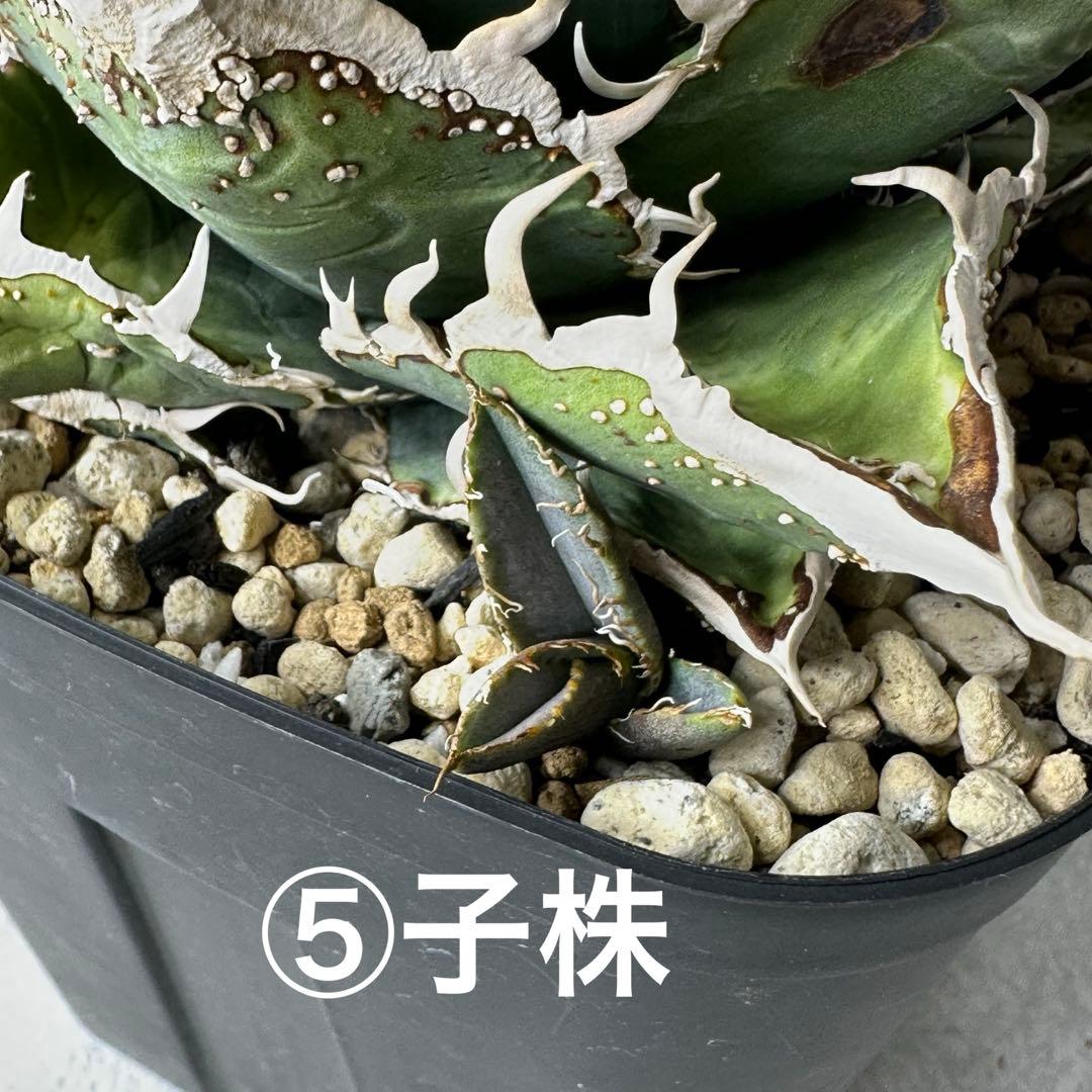 チタノタ 台湾趣味家株 セット ※バラ売り可能 検）冰雹、麻花龍