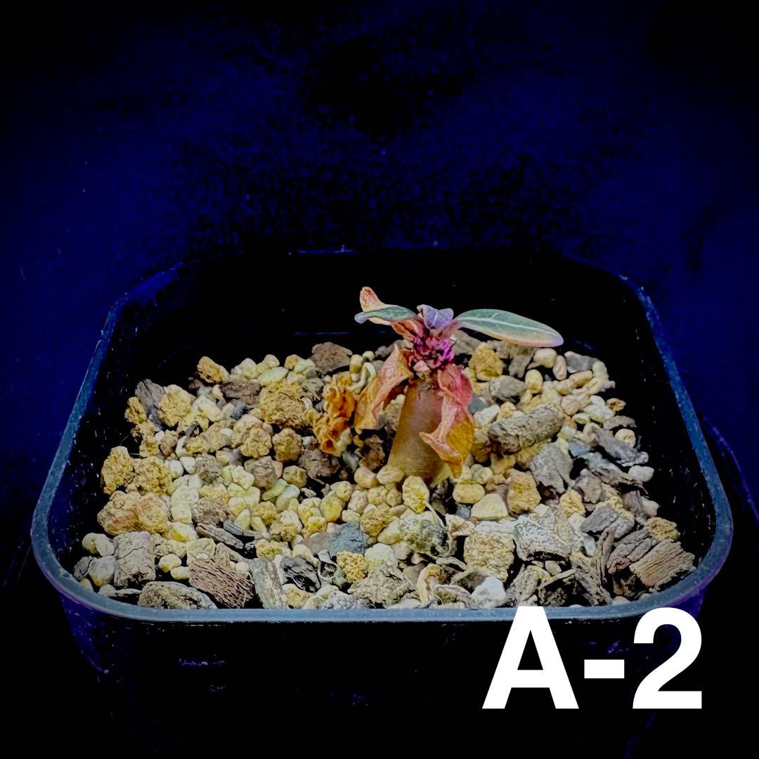 /様 塊根植物他 実生苗 1/3