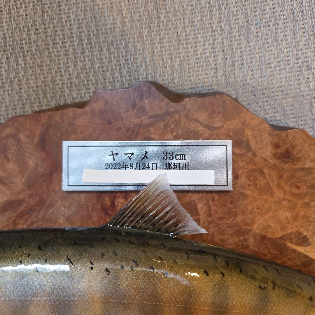 ヤマメ 剥製 33cm 木製台座(壁掛け)
