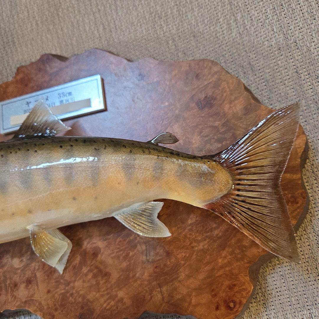 ヤマメ 剥製 33cm 木製台座(壁掛け)