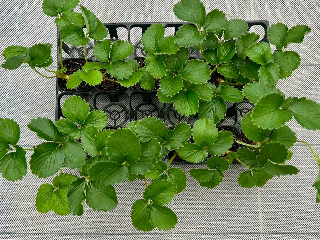 いちご苗　紅ほっぺ　3寸ポット入り　50本＆おまけ４本
