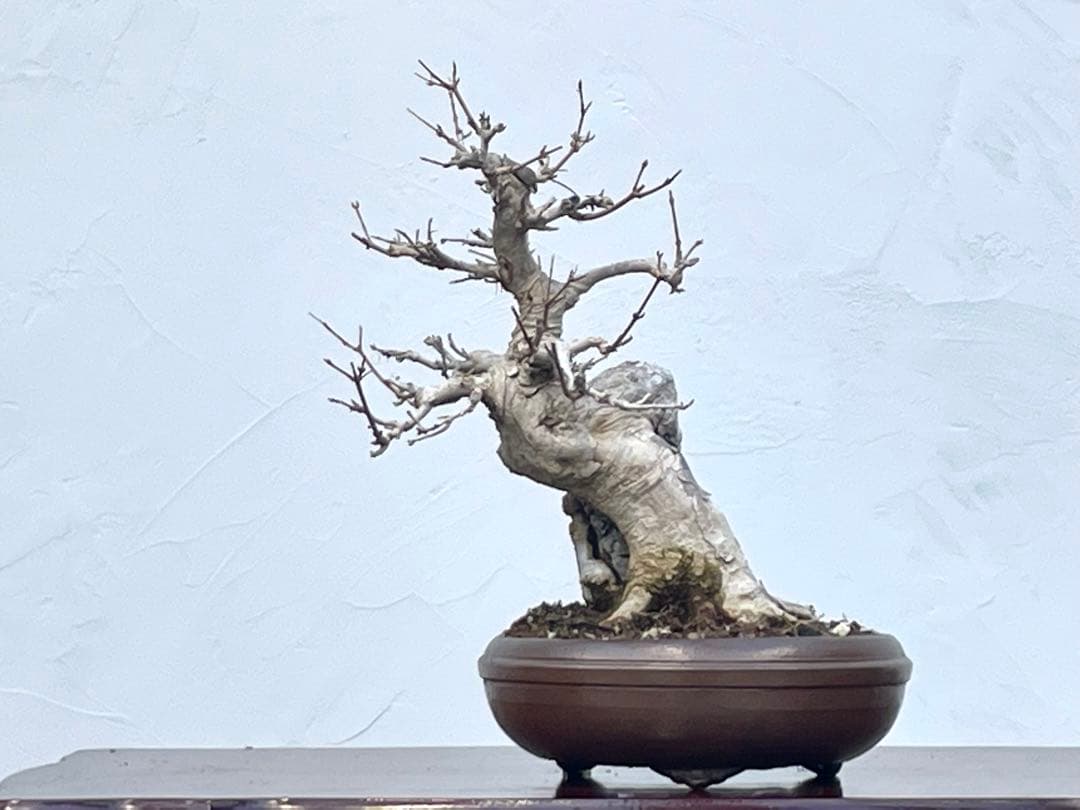 三河盆栽　石付き楓　イシツキ　カエデ　古木　盆栽　太幹　石付き　葉物　人気品種