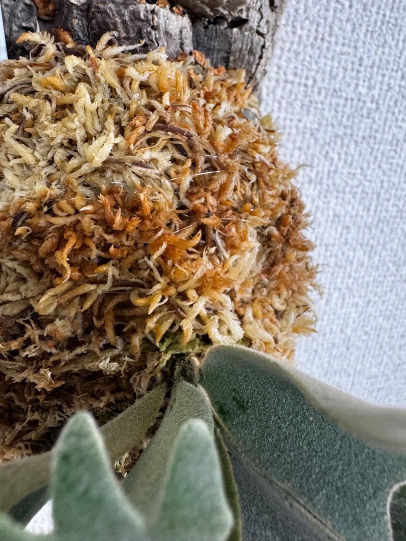 P. willinckii 'OMG'spore コルク　ビカクシダ　銀