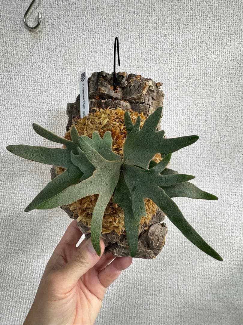 P. willinckii 'OMG'spore コルク　ビカクシダ　銀