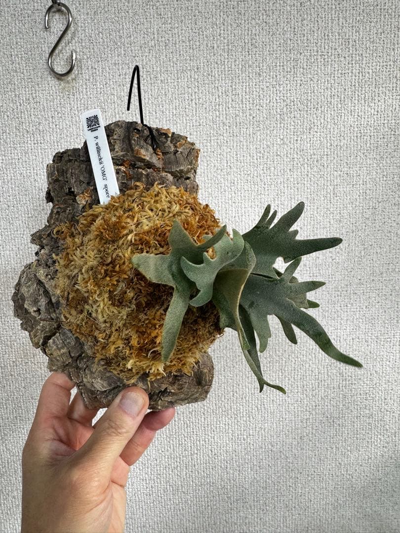 P. willinckii 'OMG'spore コルク　ビカクシダ　銀