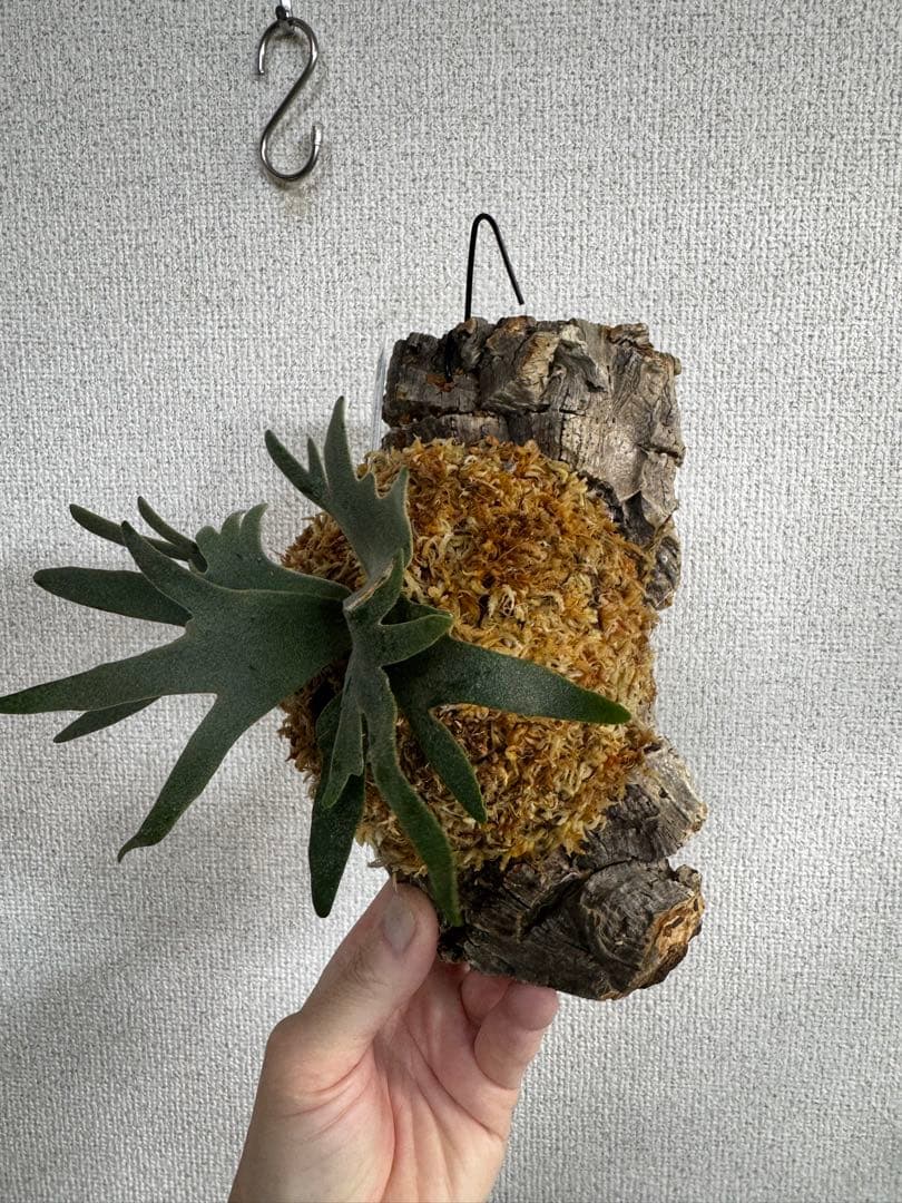 P. willinckii 'OMG'spore コルク　ビカクシダ　銀