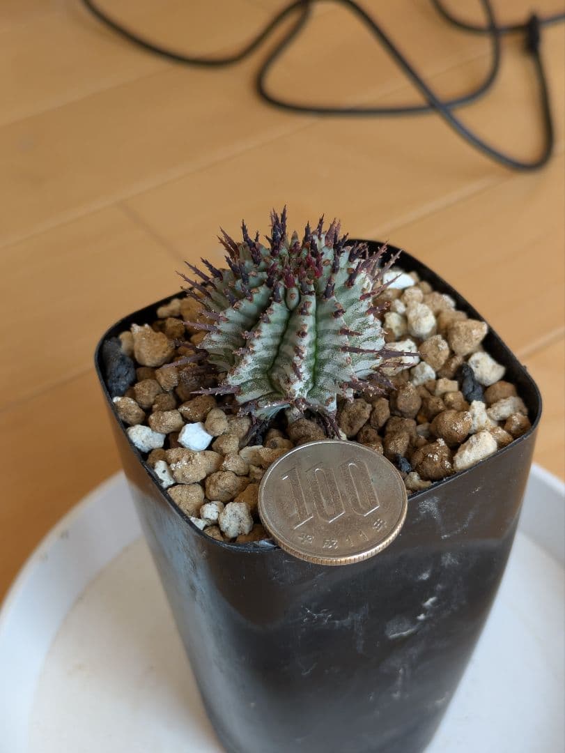 coral VELさま専用　ユーフォルビア宇田ゼブラホリダ