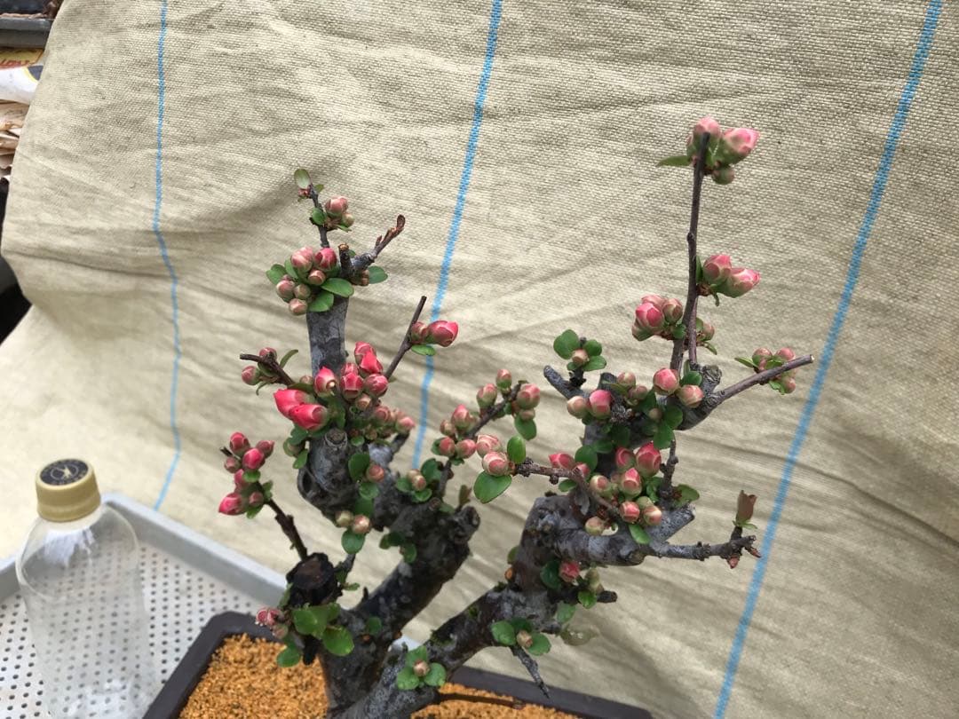 木瓜(ボケ)・放春花 輝の嶺 角鉢(咲分け保証品)
