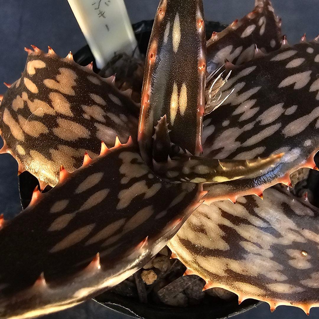速達発送☆多肉植物 アロエ属 ヘミンギー