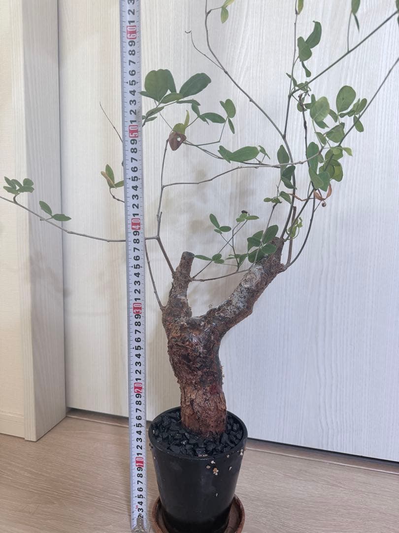 塊根植物 コミフォラ・オルビクラリス