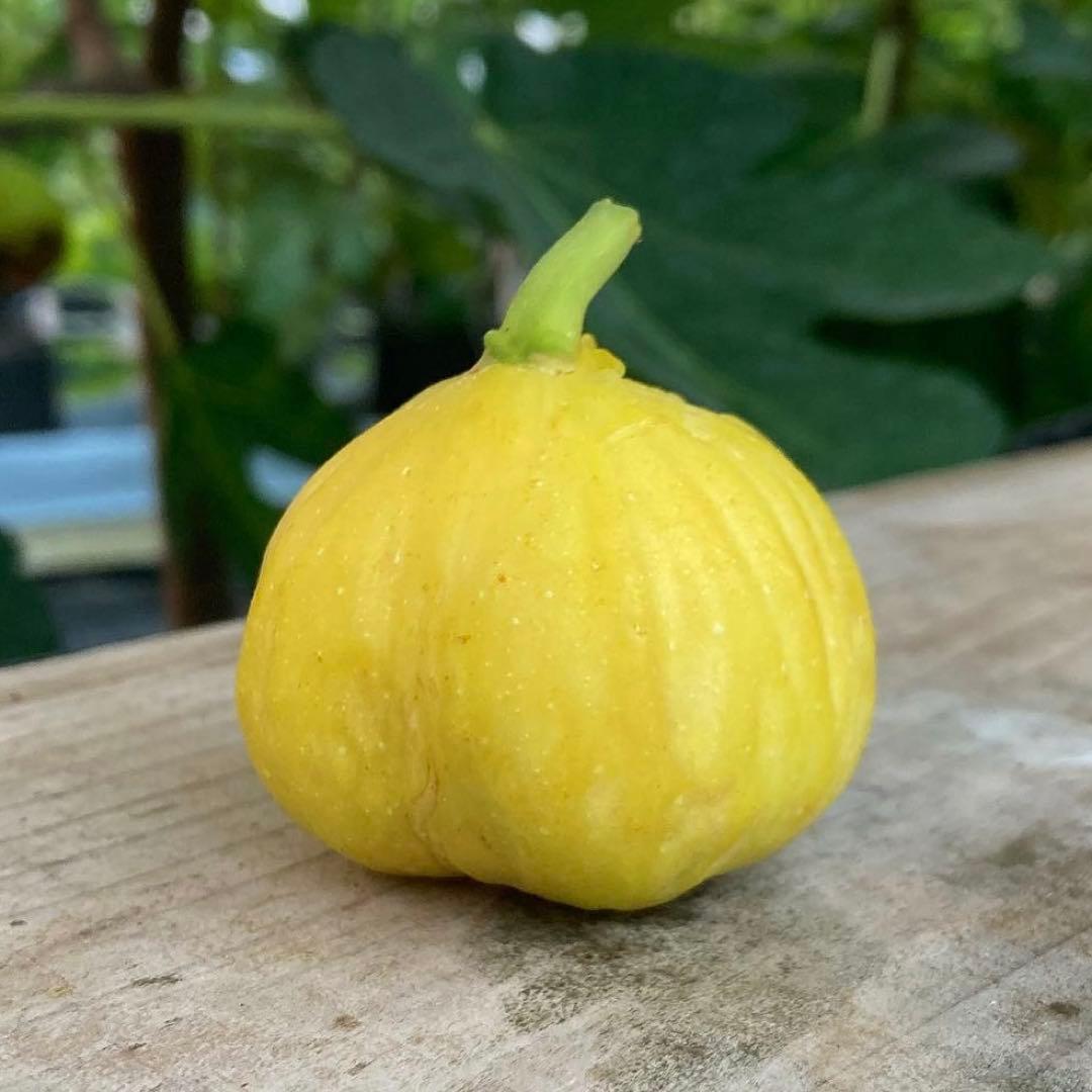 Azerbaijan Yellow アゼルバイジャンイエロー 挿木苗 イチジク