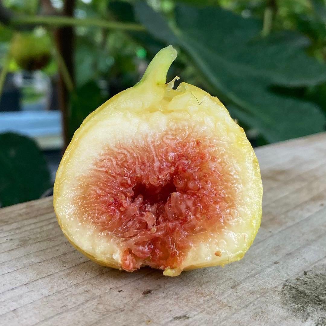 Azerbaijan Yellow アゼルバイジャンイエロー 挿木苗 イチジク