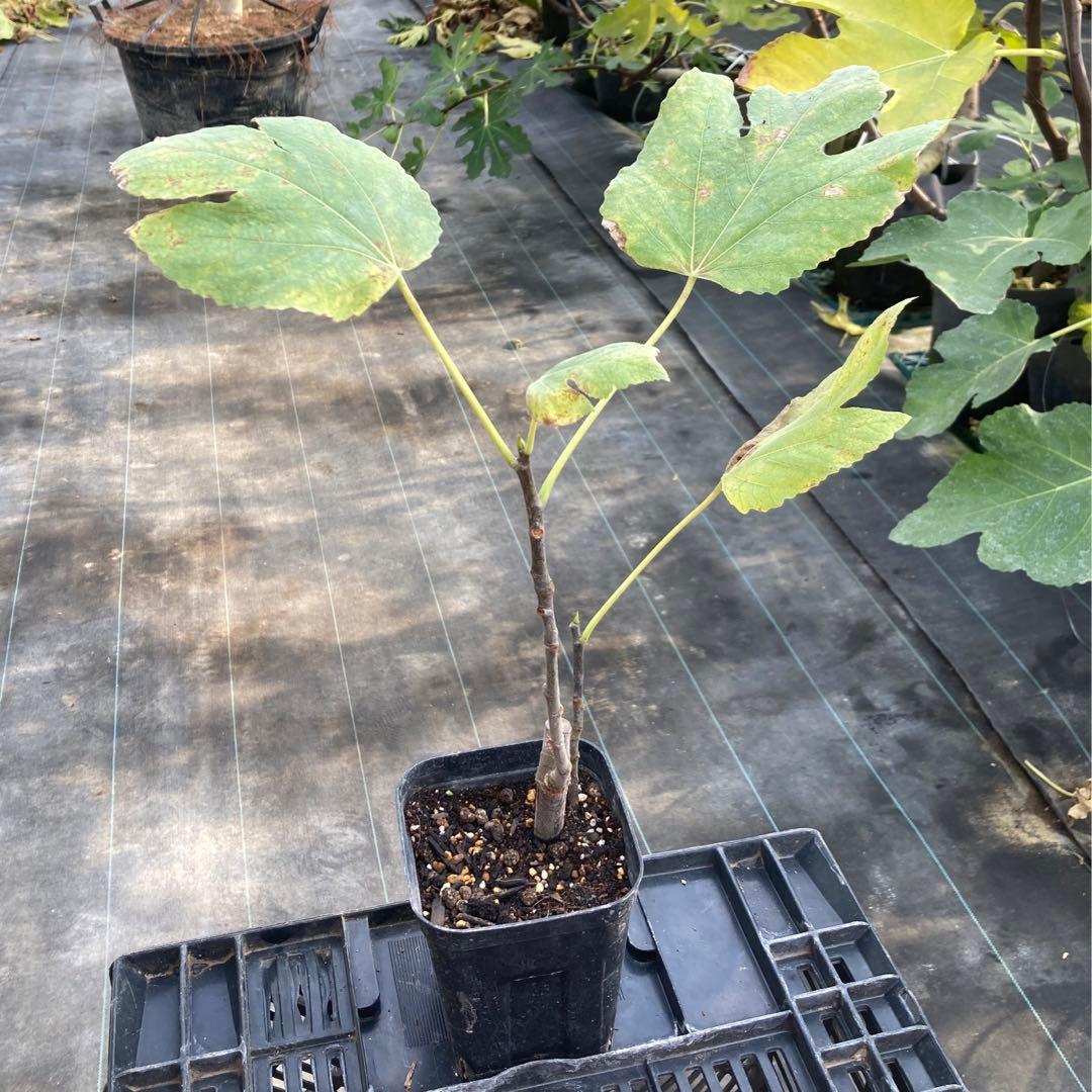 Azerbaijan Yellow アゼルバイジャンイエロー 挿木苗 イチジク