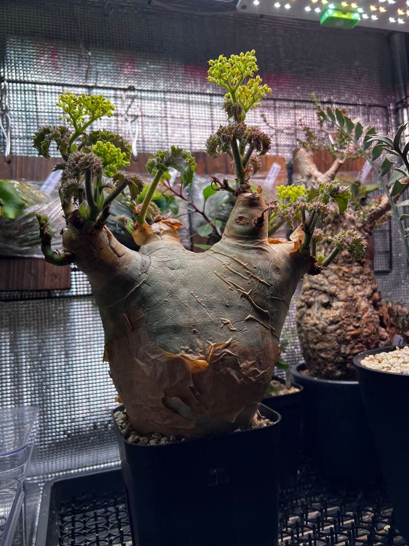 masa ひ　　キフォステンマ　ウター　鉢ごと発送