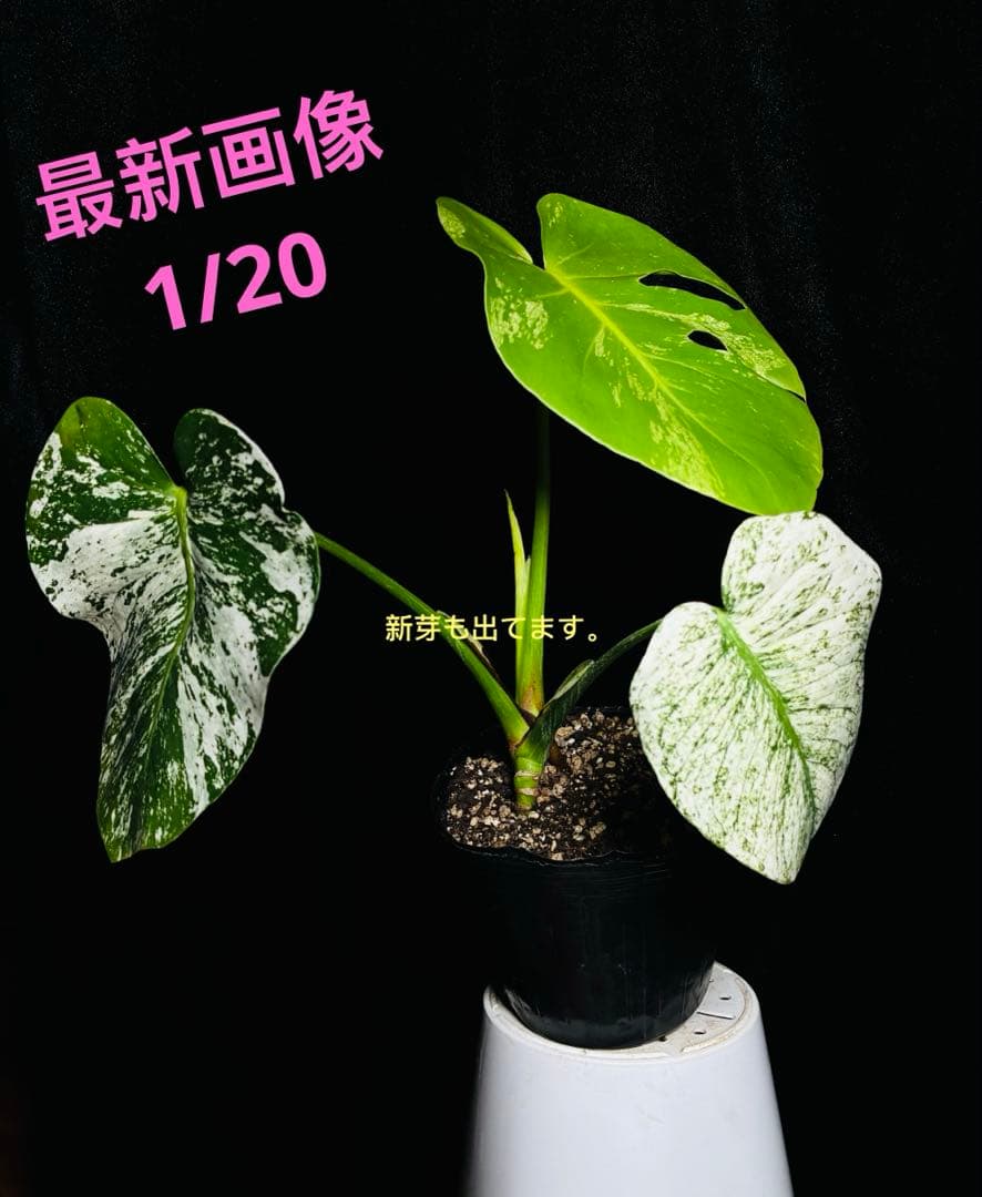 【美品】モンステラ デリシオーサ ホワイトモンスター　天津蘭 4個成長点