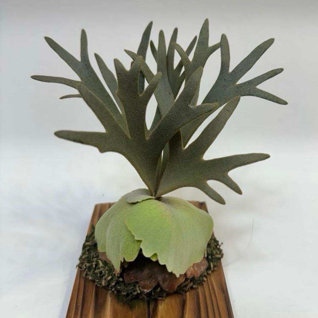 Y*s様 ◆ P.Willinckii ‘OMG’ spore（O-009）