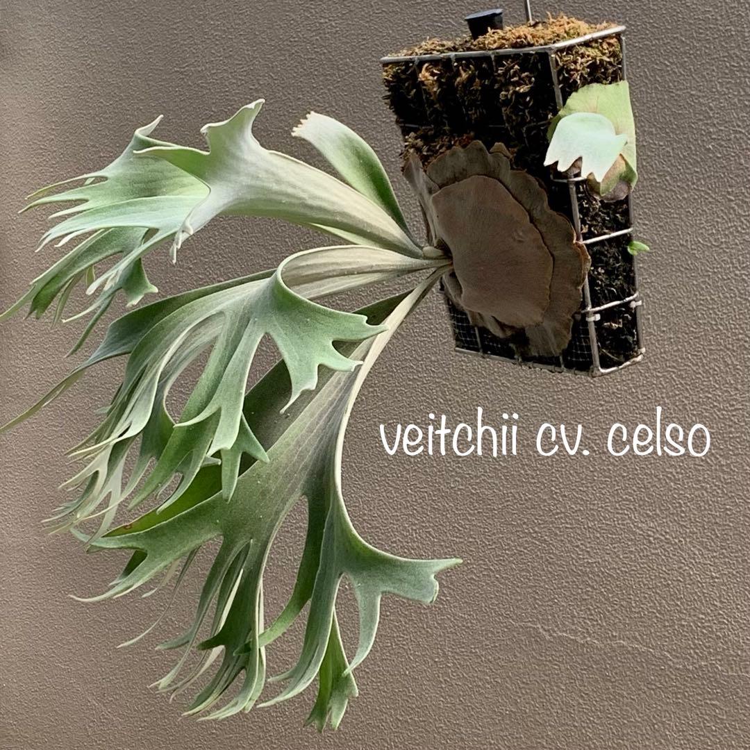 OC株 veitchii cv.celso Tatsutaセルソビカクシダ18