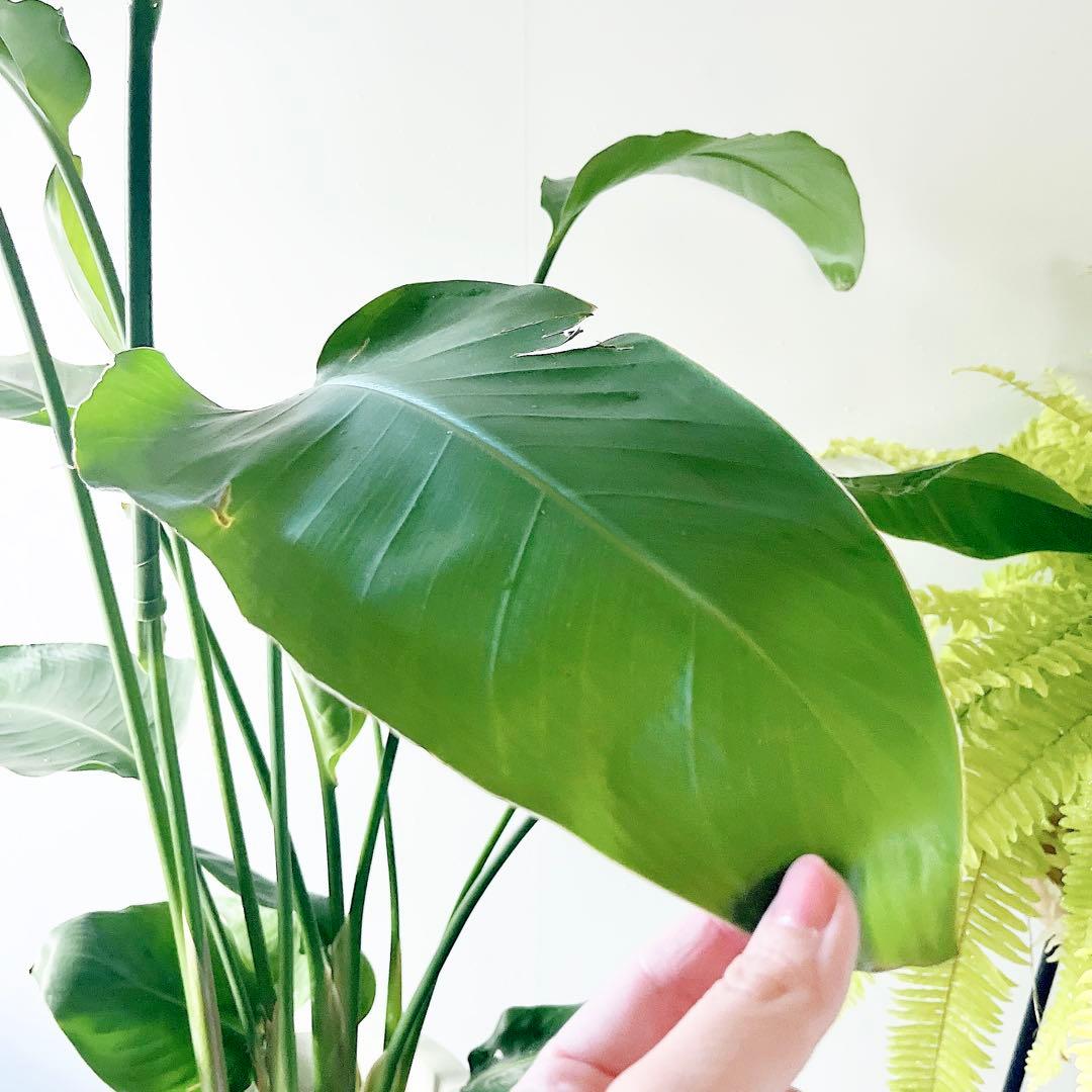 《特別価格》特大ストレリチアオーガスタ 3株植え✨ 8号鉢 高さ 約100cm