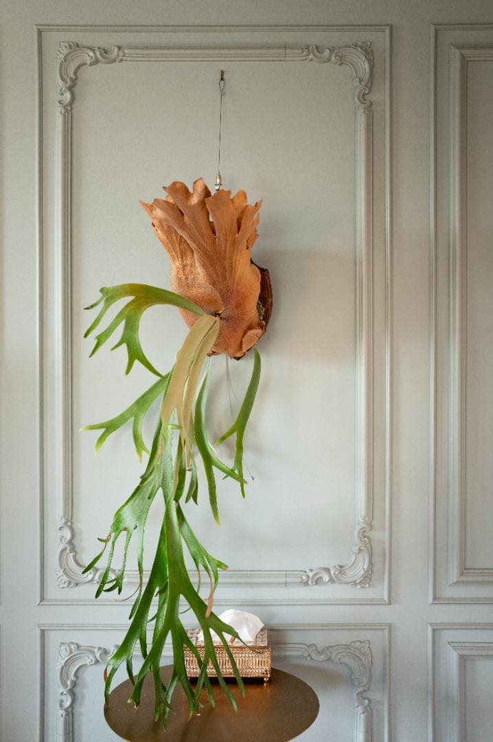 ビカクシダ 親株（子株付き）