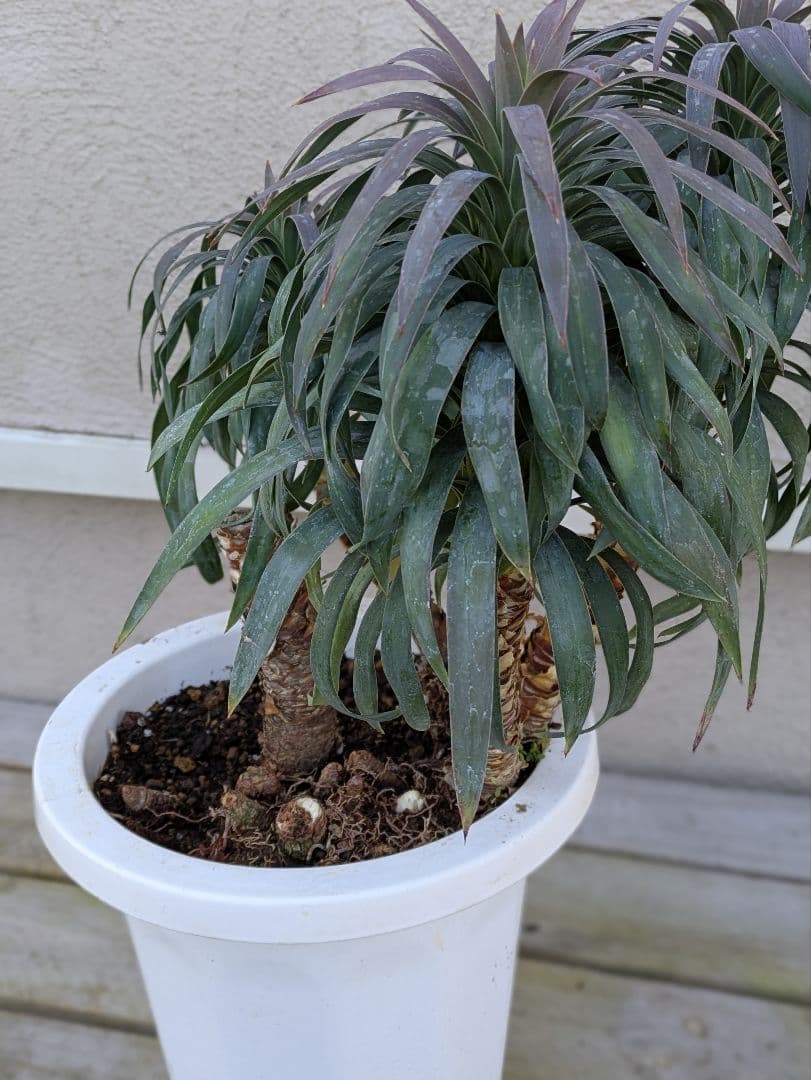 【コンパクトサイズ】ユッカ　デスメティアーナ子株付き