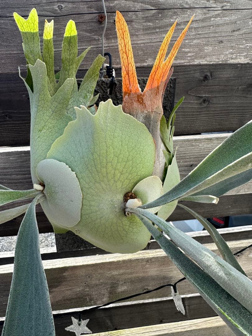 P.veitchii cv. Pumilum OC 親株