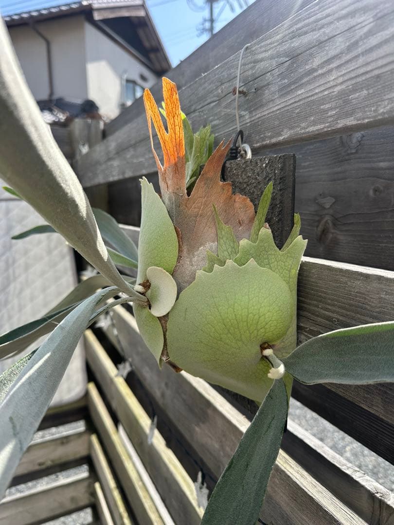 P.veitchii cv. Pumilum OC 親株