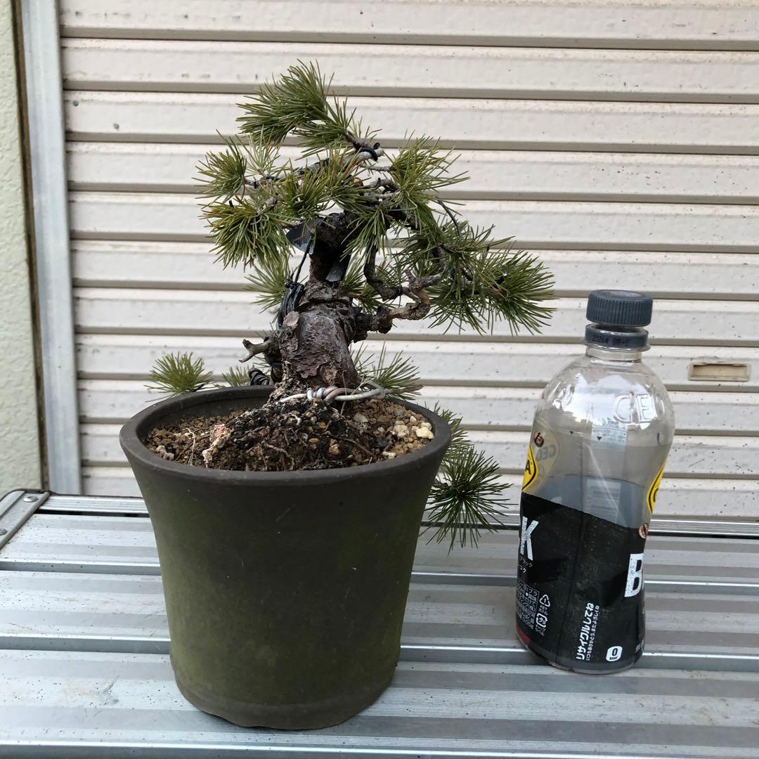 吾妻五葉松盆栽　小品