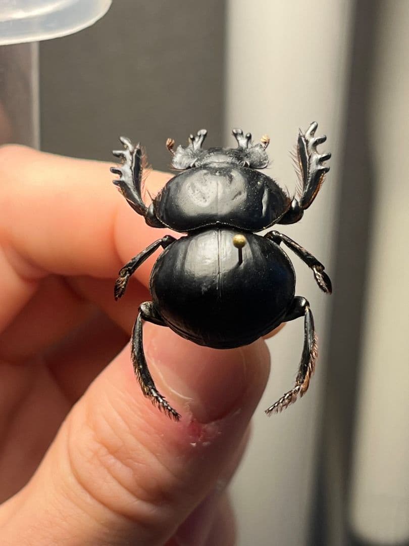【29mm♂】クモガタタマオシコガネに酷似のPachysoma schinzi