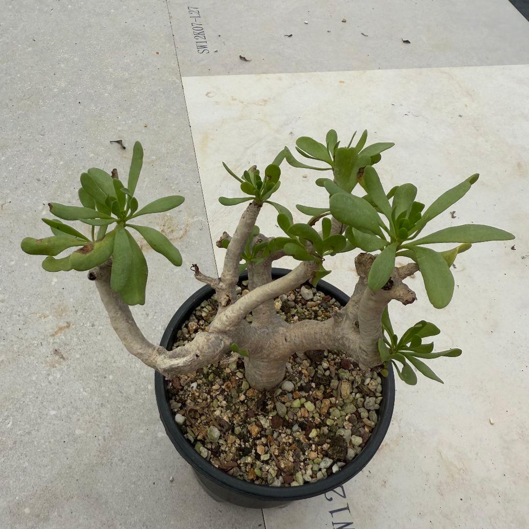 多肉植物 塊根植物オトンナ フルカタ Othonna furcata 冬型