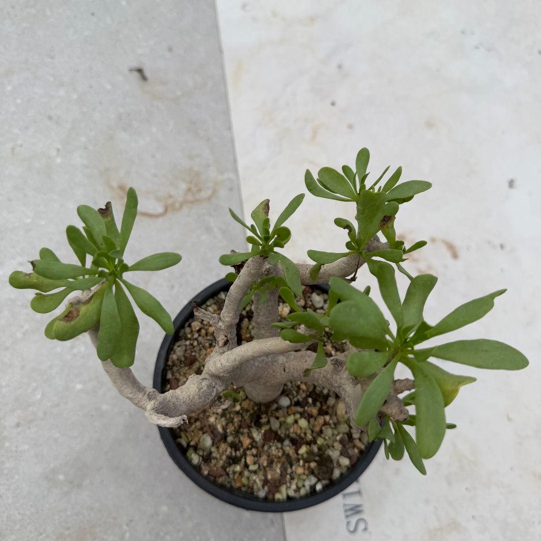 多肉植物 塊根植物オトンナ フルカタ Othonna furcata 冬型