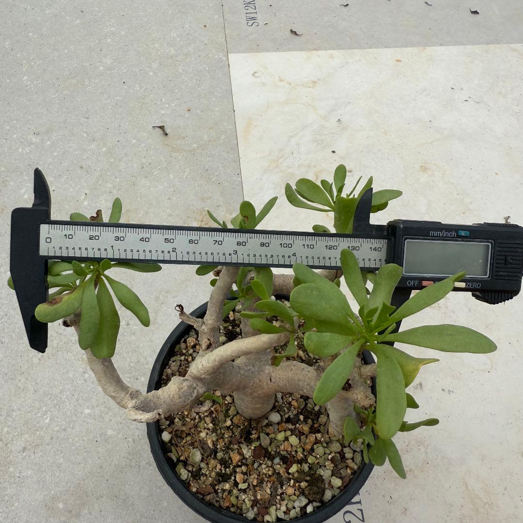 多肉植物 塊根植物オトンナ フルカタ Othonna furcata 冬型