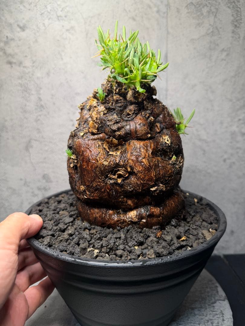 ユーフォルビア　ムランジーナ　美樹形　コレクション株