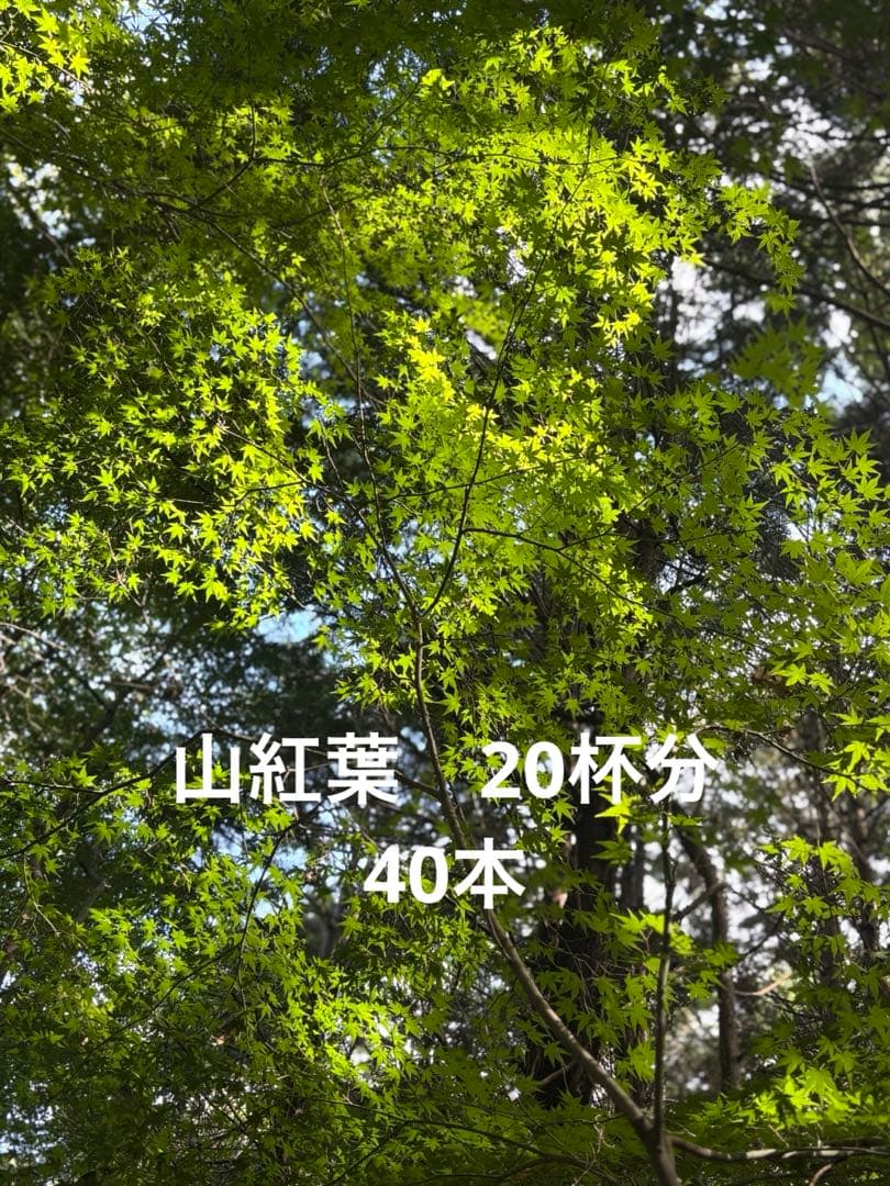 山紅葉　紅葉　モミジ