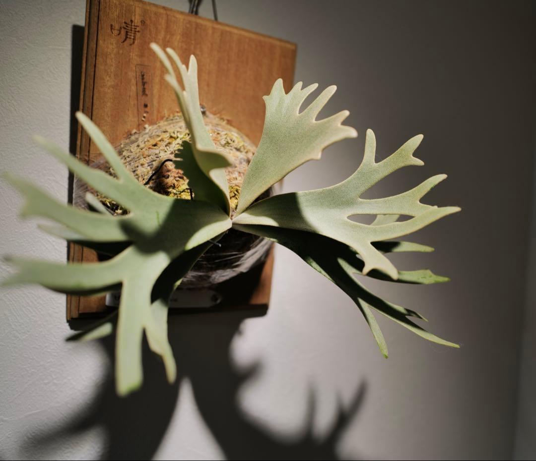 P.Gabriel pup ビカクシダ ガブリエル 株分け②