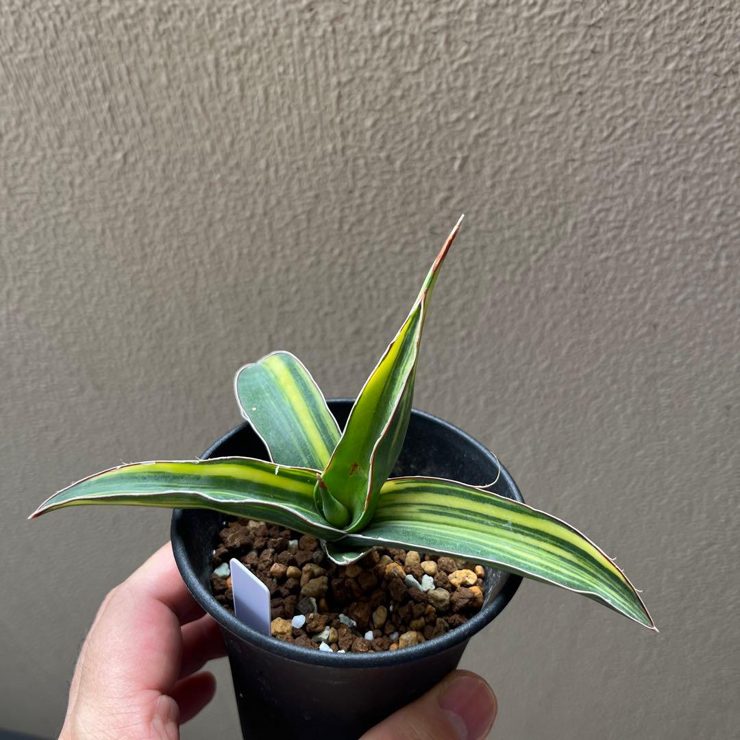 サンセベリア　ドリスフェニー　斑入り　サンスベリア