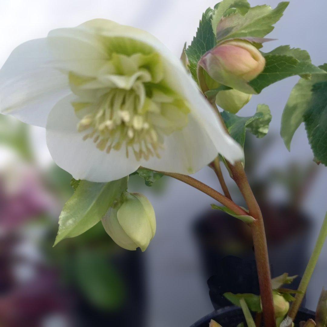 専用、お買い得！クリスマスローズ4個セット