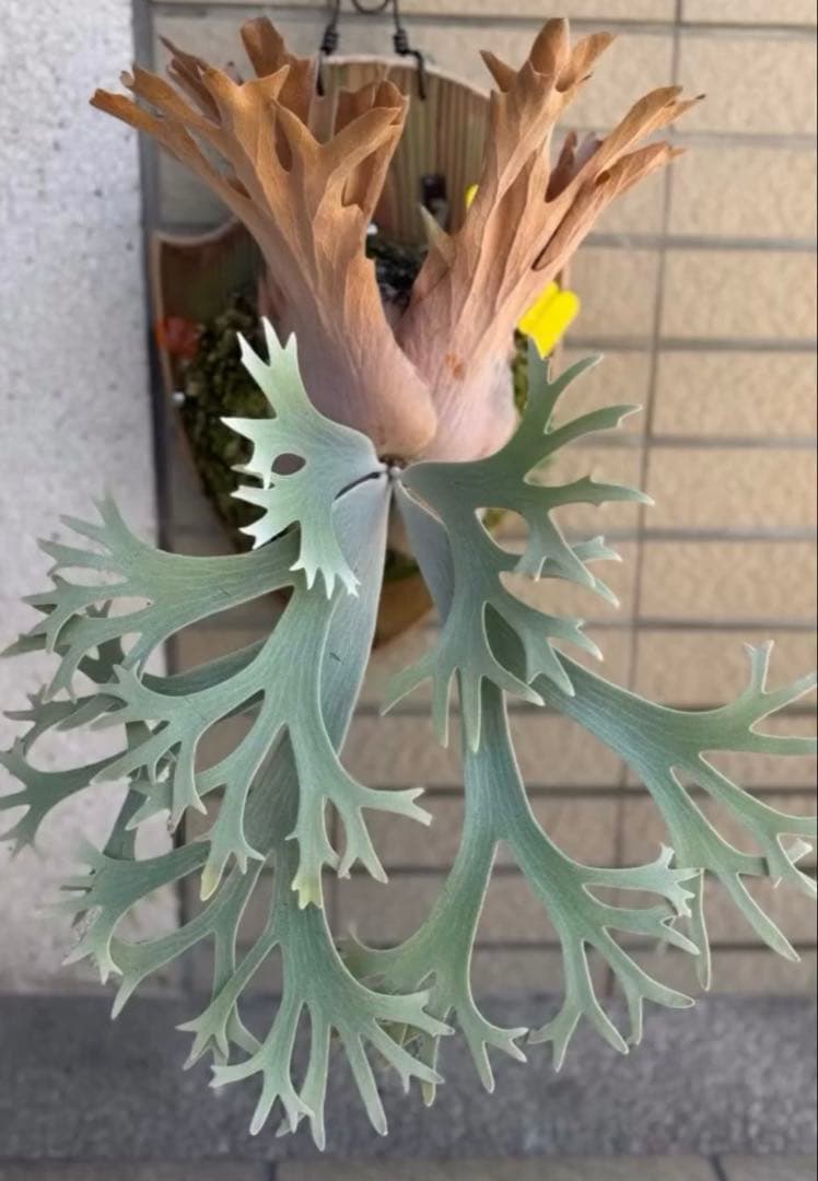 ビカクシダ Ferret sporeling