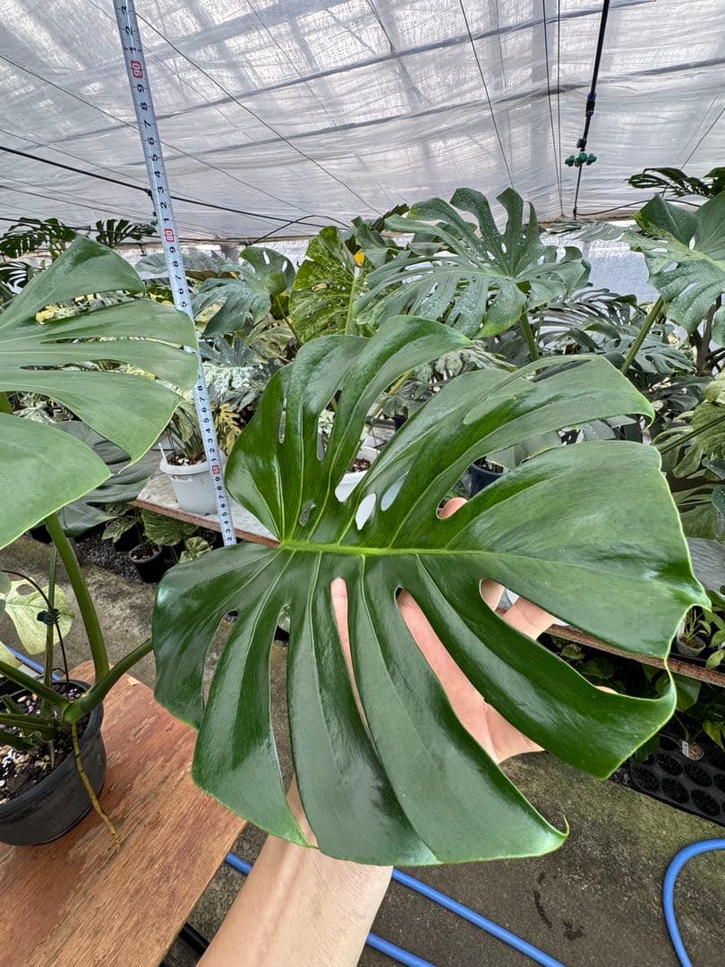 G2モンステラ　GOG