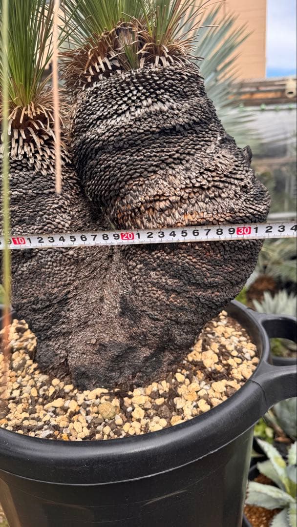 Xanthorrhoea ブラックボーイ クサントロエア ジョンソニー オージー
