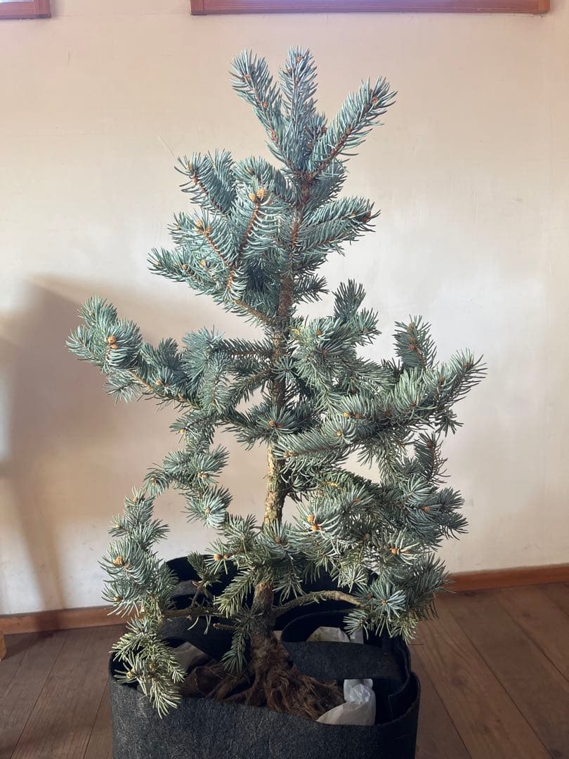⭐︎クリスマスセール ⭐︎ツリーに！ ピセア プンゲンス　ポプシー　コロラド　トウヒ