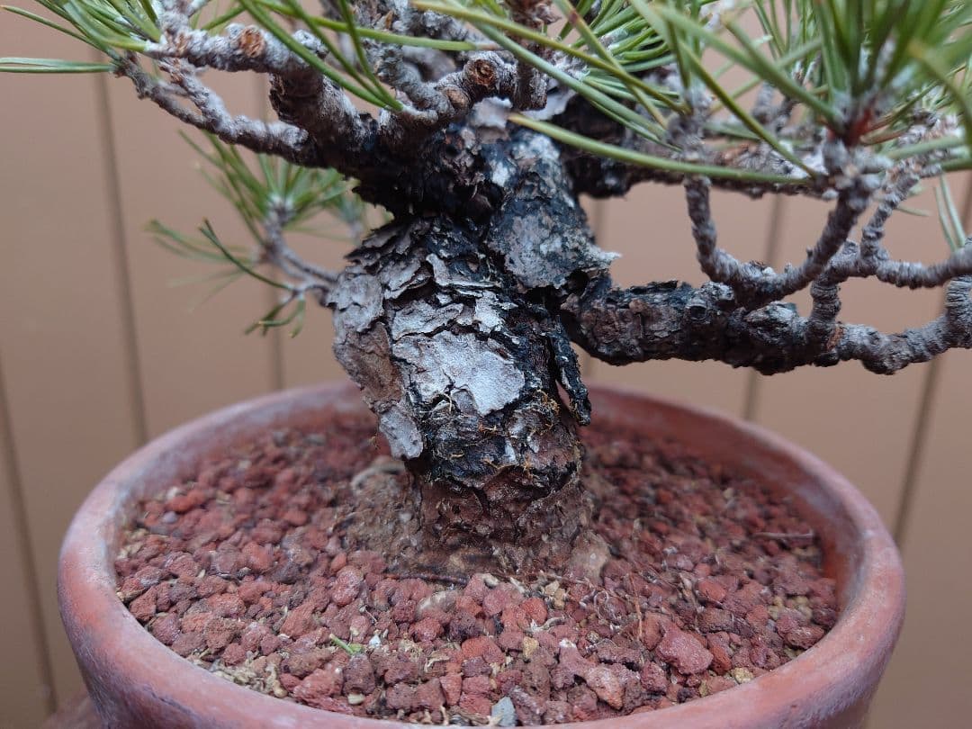 盆栽　黒松　樹高15cm