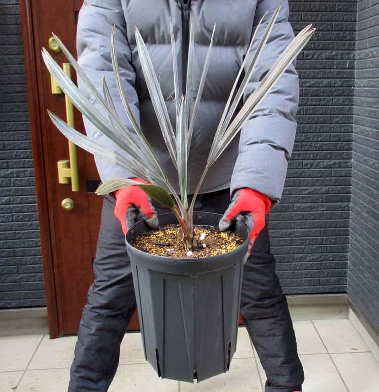 【現品】ビスマルキア・ノビリス　シルバー　椰子　ヤシ　8号　D9番