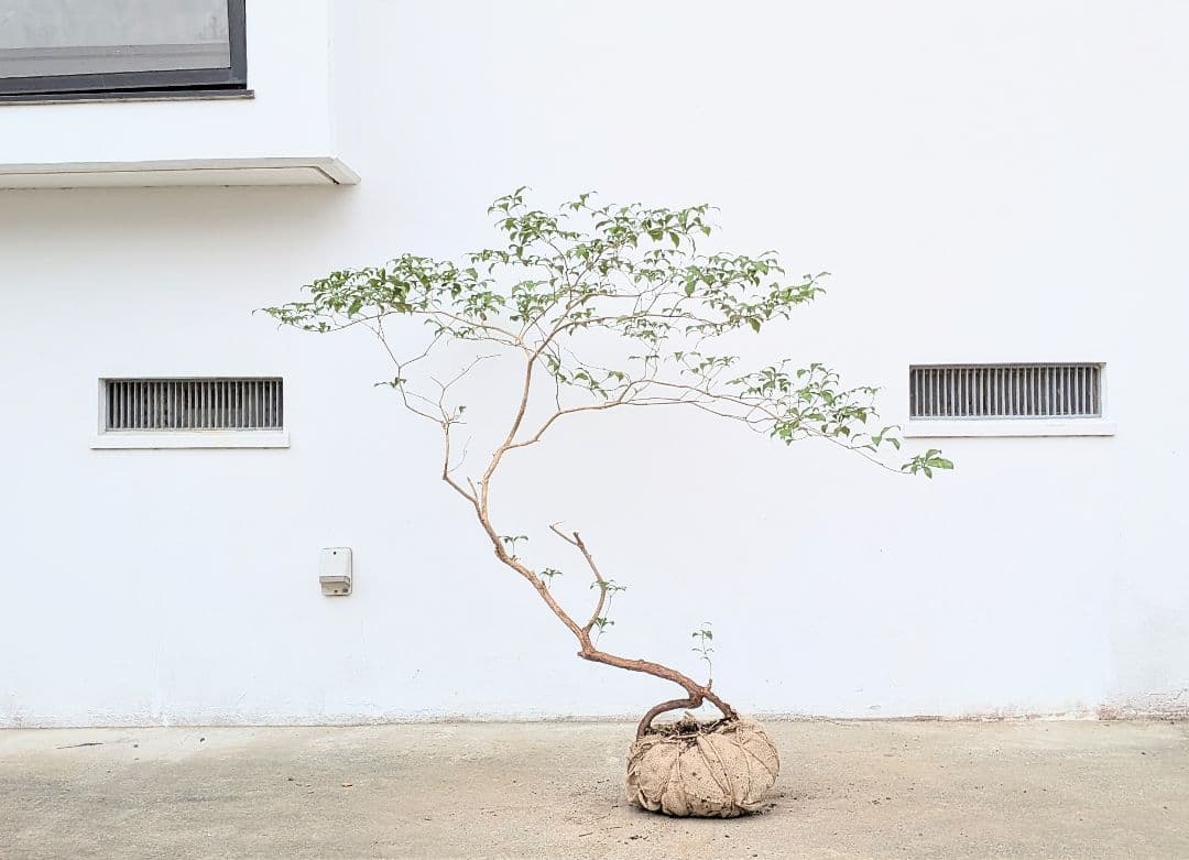 孤高。山採りアセビ。