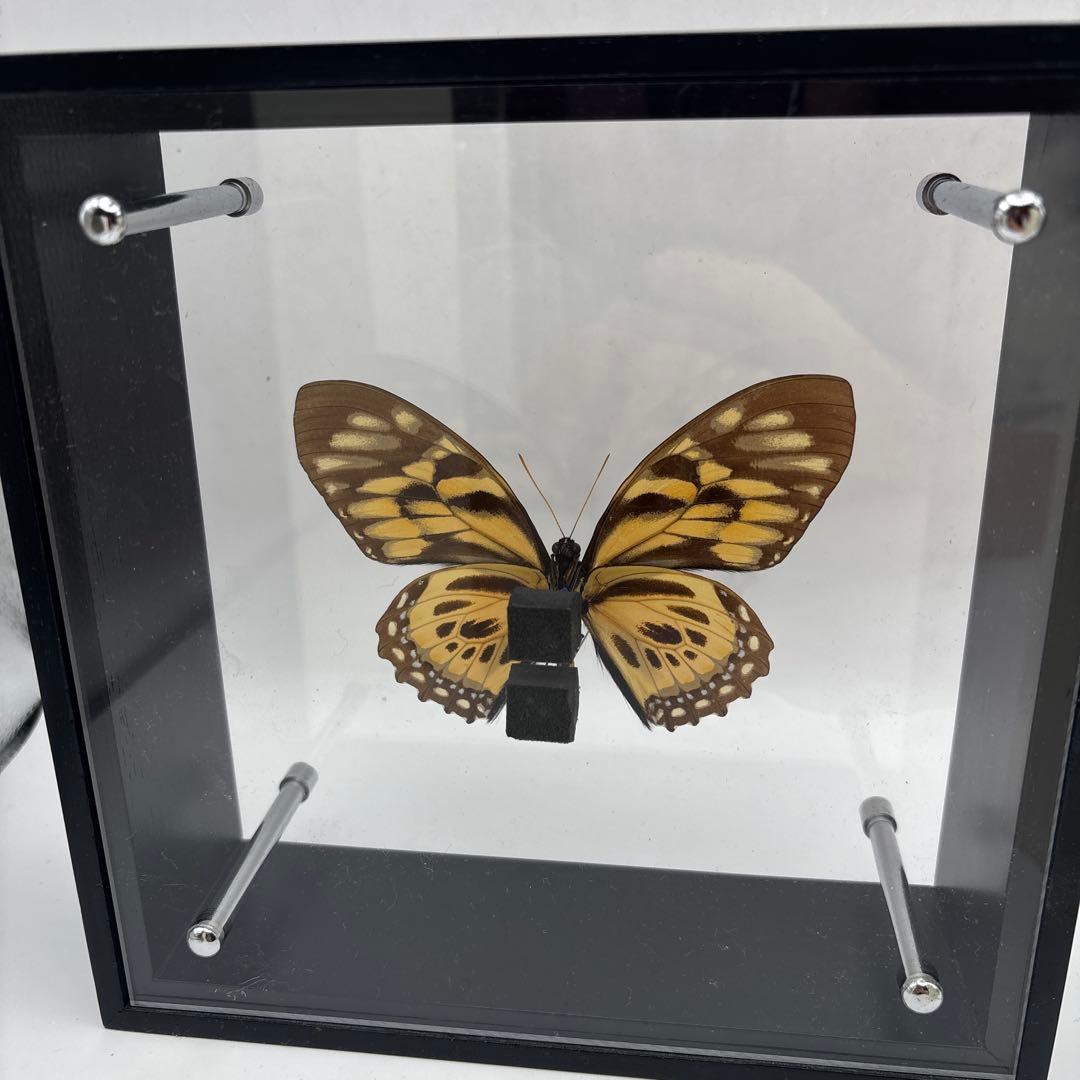 蝶の標本 3点セット