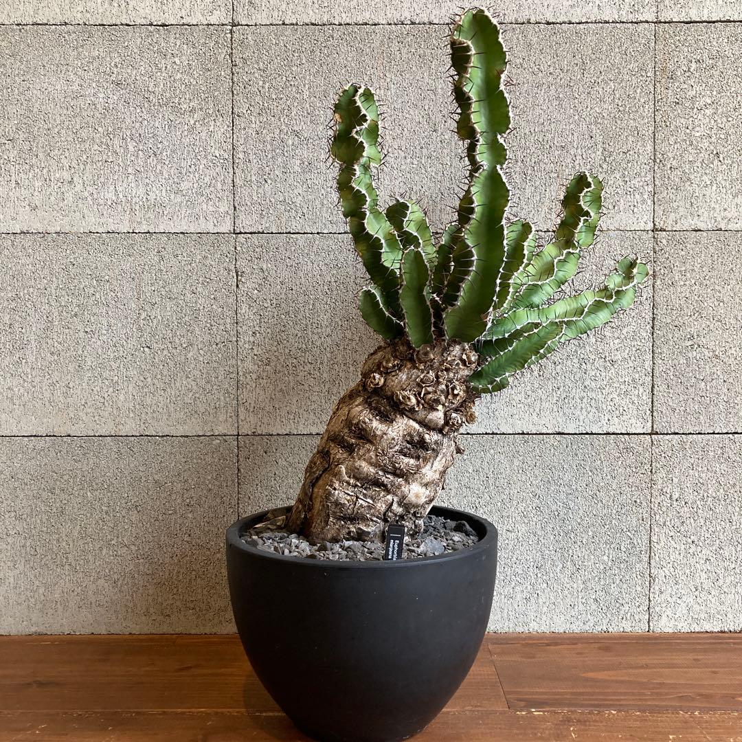 抜き苗 ユーフォルビア ムランジーナ 発根済み