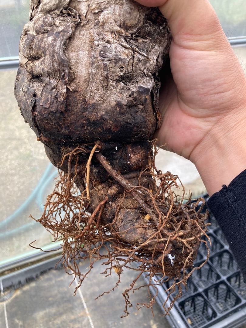 抜き苗 ユーフォルビア ムランジーナ 発根済み