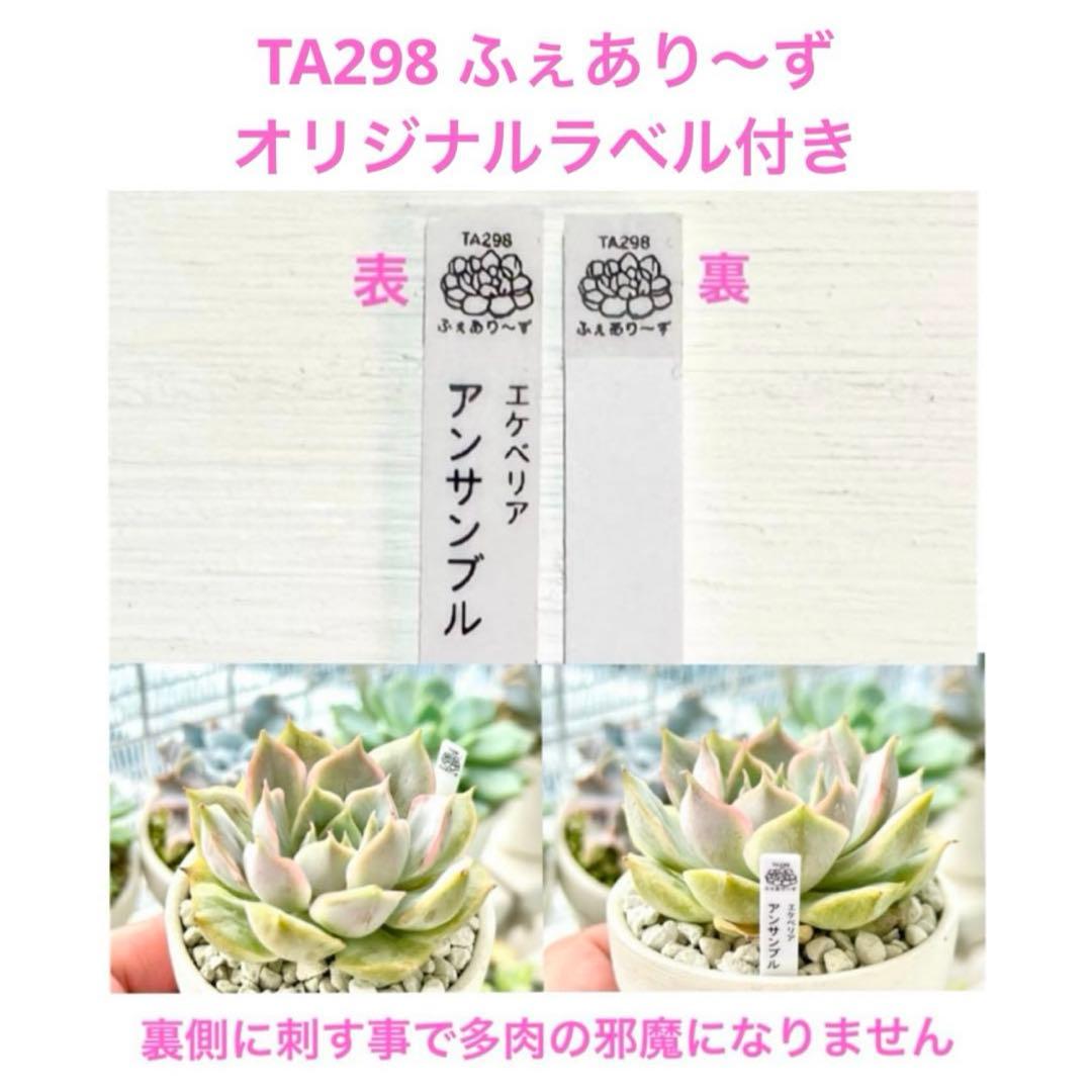 【激レア】アメジスティヌム×モンブラン
