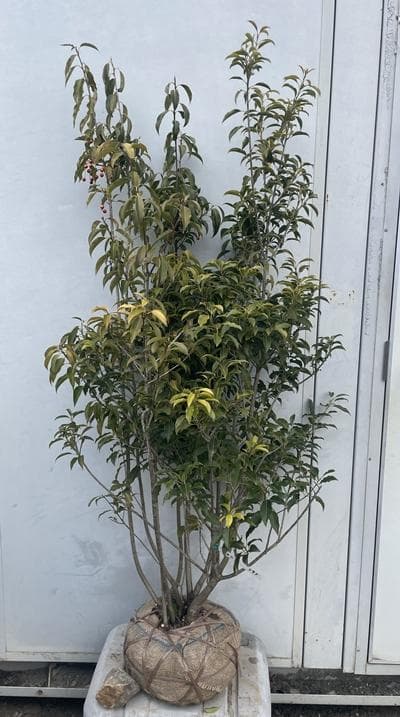 《現品》ソヨゴ　株立ち(雄雌株・オスメス株)　樹高1.4ｍ（根鉢含まず）595