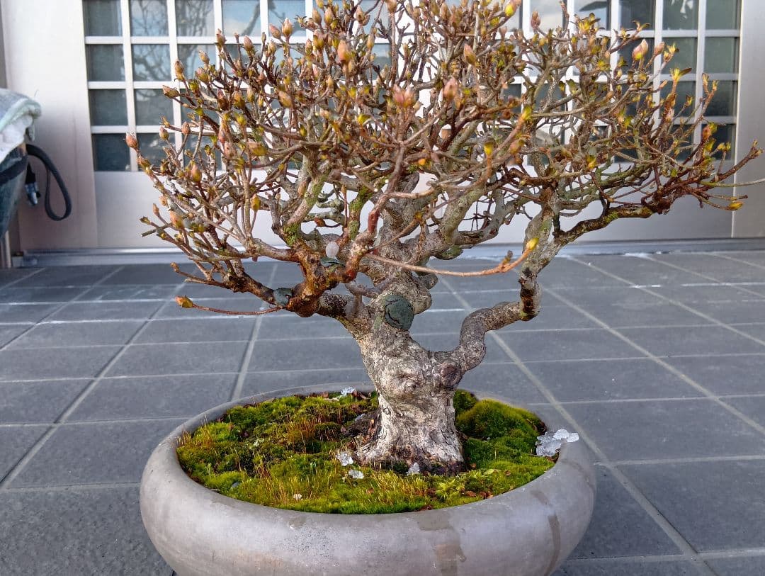 皐月盆栽‼️霧島系皐月、品種？‼️値下げ‼️