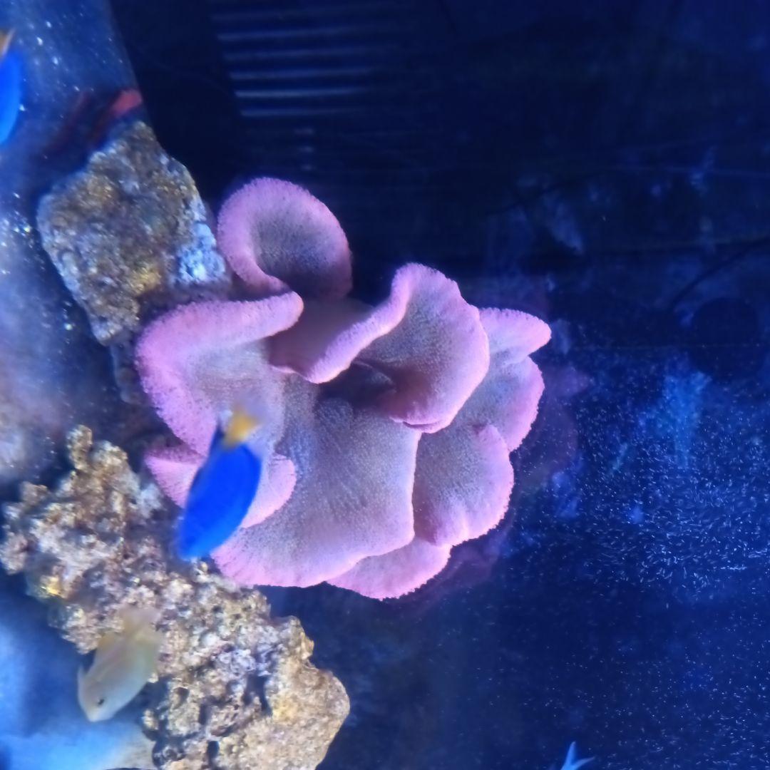 イボハタゴスーパーレッド